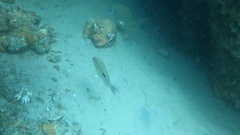 Lutjanus russellii