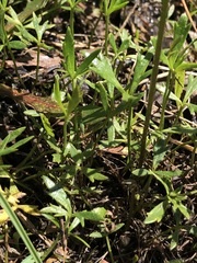 Ranunculus glabrifolius