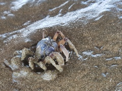 Mictyris longicarpus