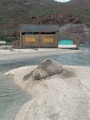 Mirounga leonina