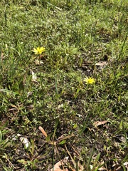 Ranunculus glabrifolius