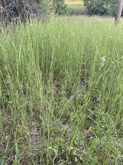 Andropogon virginicus