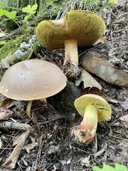 Butyriboletus