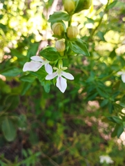 Teucrium bicolor