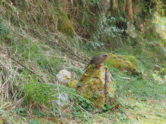 Trochalopteron morrisonianum