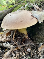 Butyriboletus