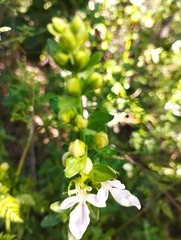 Teucrium bicolor