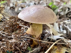 Butyriboletus