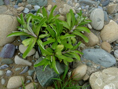 Gamochaeta americana