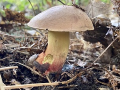 Butyriboletus