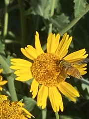 Esenbeckia