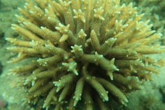 Acropora pulchra