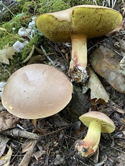Butyriboletus