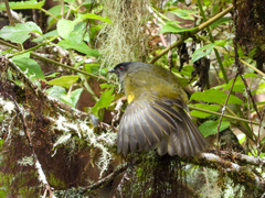 Phainoptila melanoxantha