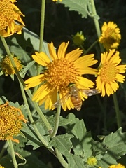 Esenbeckia