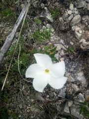 Mandevilla hypoleuca
