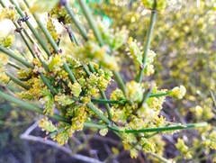 Ephedra chilensis