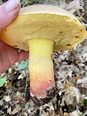 Butyriboletus