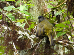 Phainoptila melanoxantha