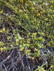Ephedra chilensis