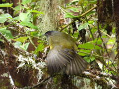 Phainoptila melanoxantha