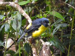 Phainoptila melanoxantha