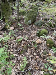 Butyriboletus