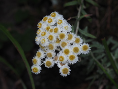 Anaphalis morrisonicola