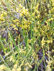 Ephedra chilensis