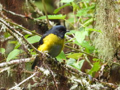 Phainoptila melanoxantha