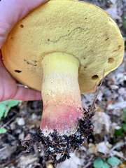 Butyriboletus