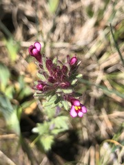 Parentucellia latifolia