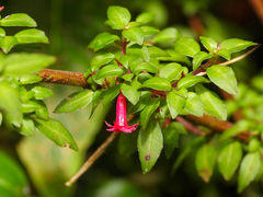 Fuchsia microphylla