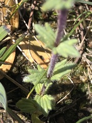 Parentucellia latifolia
