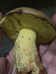 Butyriboletus