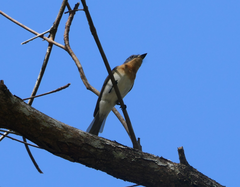 Myiagra rubecula
