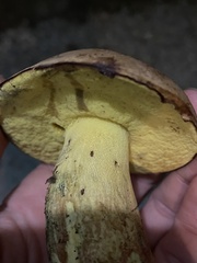 Butyriboletus
