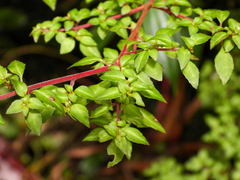 Fuchsia microphylla