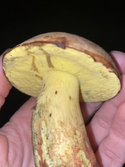 Butyriboletus