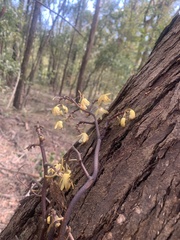 Erythrorchis cassythoides