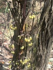 Erythrorchis cassythoides