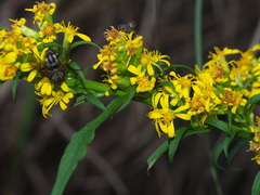 Solidago decurrens