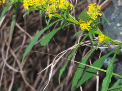 Solidago decurrens