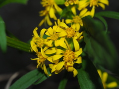 Solidago decurrens