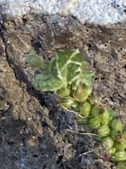 Acontiinae