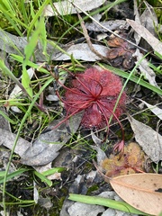 Drosera whittakeri