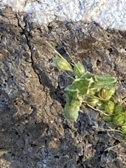 Acontiinae