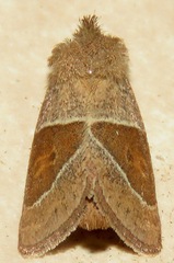 Lemmeria digitalis