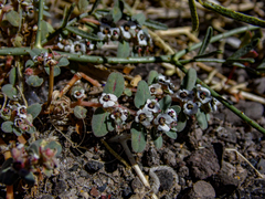 Euphorbia pediculifera