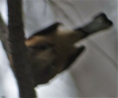 Acanthorhynchus tenuirostris